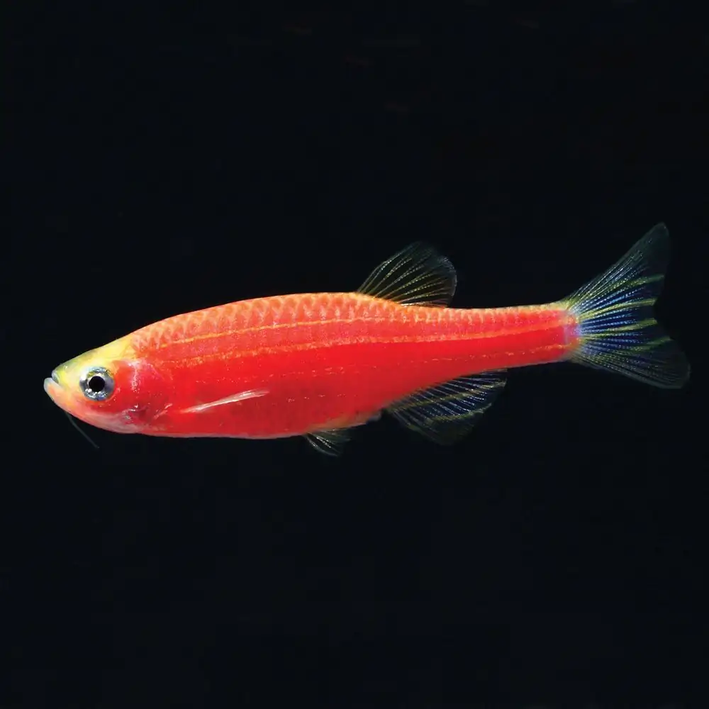GloFish, Starfire Red Danio